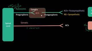 Autonomic Pharmacology - Lecture 1 - Intro For Students