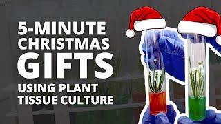  DIY Christmas Gifts Using Plant Tissue Culture – Affordable & Unique! 