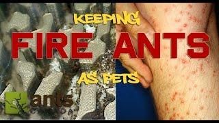 How to Keep Fire Ants As Pets