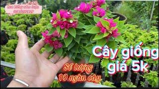 Hoa giấy Mỹ cây giống giá 5k một cây rao bán cả vườn số lượng hơn 10 ngàn cây