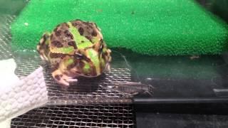 [14/2/13] Ceratophrys joazeirensis草原角蛙 feeding