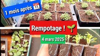 Le bon moment pour remporter ses semis 🫑️ à ne pas négliger !