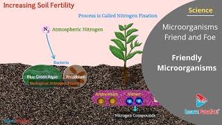 Microorganisms Friend and Foe Class 8 Science - Friendly Microorganisms