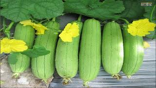 WOW! Amazing Agriculture Technology - Smooth Luffa