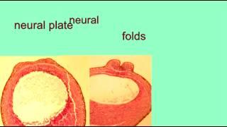 EMBRYONIC DEVELOPMENT: THE NEURAL TUBE