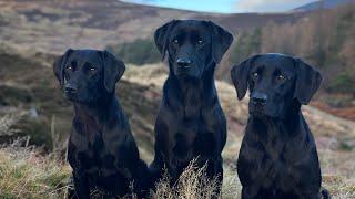 Gundog Training with 3 Labrador Retrievers Memory Retrieve then Marked Retrieve