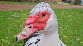 Pair of muscovy ducks