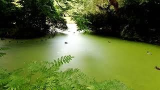 Enten im Stadtpark Lübeck