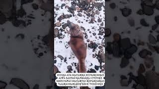 Жандарбек Бұлғақов
