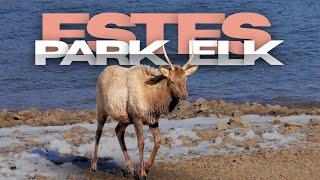 Visit Estes Park to see the ELK