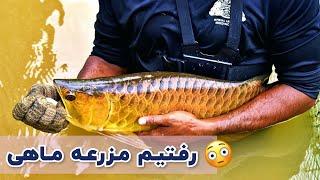 ولاگ مزرعه آروانا | ماهی های میلیون دلاری کم یاب  #arowana