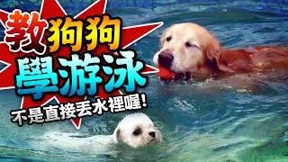 【狗狗上游泳課!!學狗爬式?!不是只把牠丟水裡就OK了喔!!】愛犬訓練