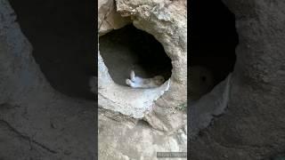 rabbit cave cute rabbit #cuterabbit #bunny #trending