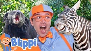 What Animals Will Blippi Meet at the San Diego Zoo?  Educational Videos for Kids