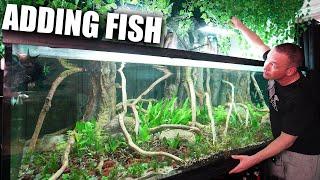 How to add new fish to your aquarium - The king of DIY