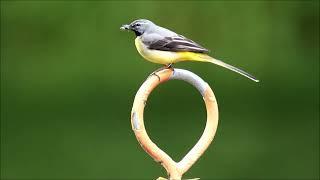 Gebirgsstelze auf Insektenjagd,Grey Wagtail catches insects