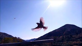 Sparrow Bird #Stock #Footage with Sounds and Images. Background HD