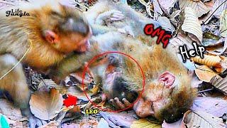 Summary Full Story.!! Adult Abandon Monkey Open F_ighting With Teammate To Protecting Baby LEO