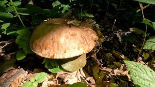 За Білими Грибами до лісу, день 6-й, повний кошик