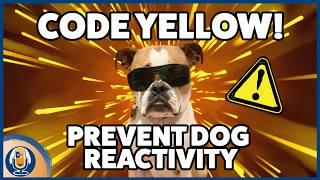 Reactive Dogs! Why Dog Owners Need To Know About Green, Yellow And Red Zones And Social Sensitivity