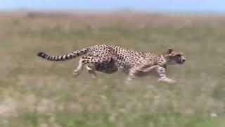 A cheetah chasing a deer to hunt(south africa )