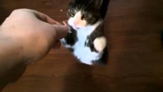 Cat begging for food on hind legs rubbing paws together