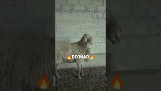 DOʻMAR