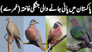 Wild Doves of Pakistan | Beautiful Dove Types in Wild | Khumry in Pakistan | Wildlife of Pakistan