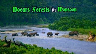 Dooars forests in monsoon | Wild Dooars in monsoon | Beauty of Dooars in monsoon