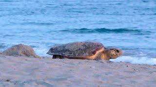 A Morning Beach Patrol with ARCHELON | Πρωινή Bόλτα με τον ΑΡΧΕΛΩΝ