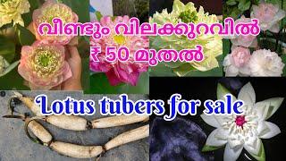 Healthy tubers at affordable price.  @Petalssphere