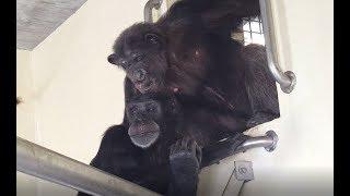 Episode 4 - Virtual Field Trip of Save the Chimps