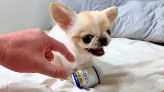 10 Smallest Dog Breeds on Earth!