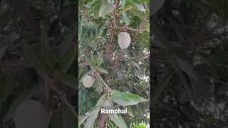 Ramphal Fruits in the tree #shorts #ramphal #sunilkeshari