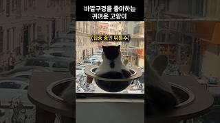 바깥구경이 취미인 귀여운 고양이