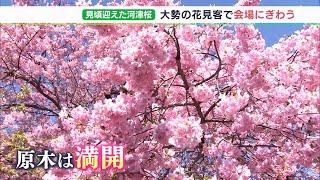 「かわいいピンク色すごくきれい」河津桜が見頃です！インバウンドで観光復活へ＝静岡・河津町