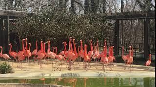 Flamingo Flock | Bird House