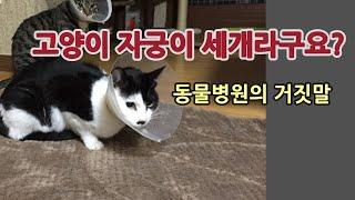 동물병원의 거짓말! 고양이 자궁이 세개라구요? 수술 안해놓고 했다고?