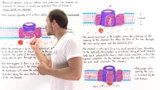 Voltage-Gated Ion Channels