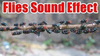 Flies Sound Effect