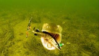 Aggressive Pike attacks Mike, Tommy, Ricky & Percy fishing lures. Rare underwater footage.