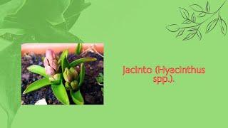  Jacinto (Hyacinthus spp.). 