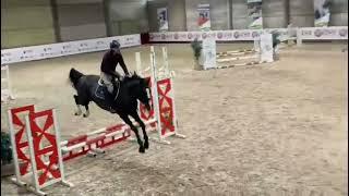 Done to Win 4yo stallion by Dominator Z