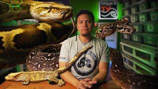 How do we fix the Reptile Keeping Community?