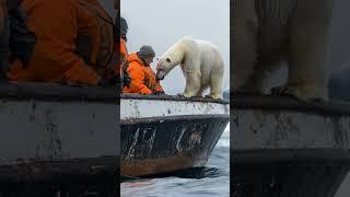 Tiny Polar Bear's Heartwarming Rescue!  #PolarBearRescue #WildlifeConservation #ArcticAnimals