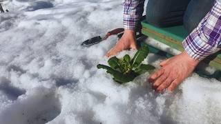 Frozen to Flourishing: Our Debt-Free, Off-Grid Garden in Alaska