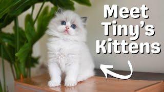 Ragdoll Kittens 7 Weeks Old | So Cute!