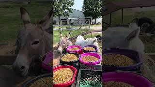 Donkeys Getting A Snack
