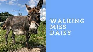 Walking Daisy Donkey