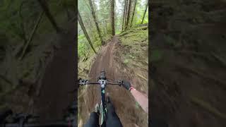 Dark and rooty trail through the woods!